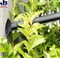 BOSCH AHS 50-20 Li SOLO Кусторез аккумуляторный 18V, в коробке (без аккумуляторов и зарядного) 18V, Li-On, 50 см, ветки до 20 мм. - фото 87902