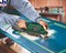 Bosch Ленточные шлифмашины PBS 7 A 0603391008